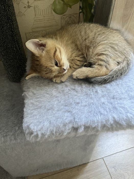 Продам котят британские веслоухих