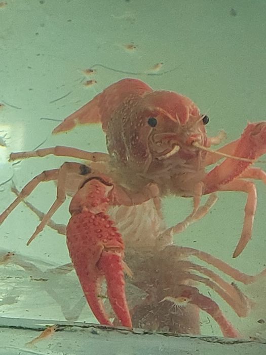 Флоридский красный рак