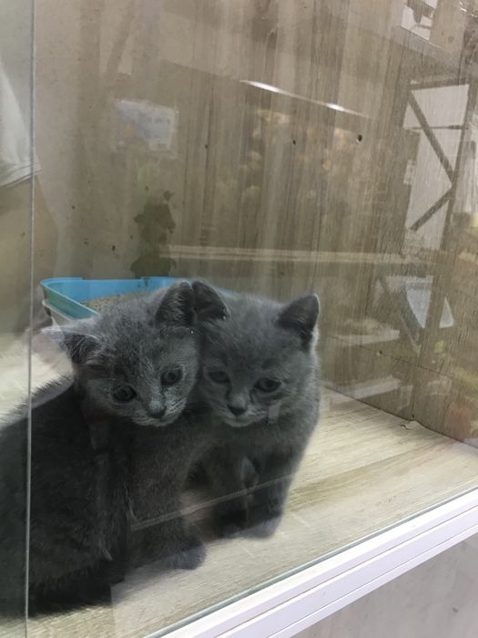 Шотландский скотч стрэйт 55kun