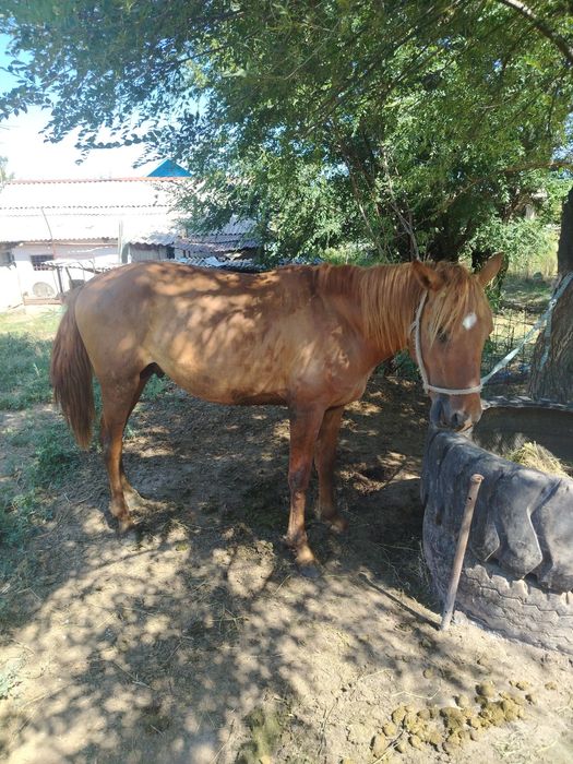 Продам лошадь айгыр