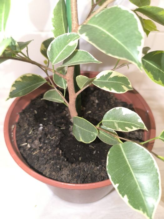 Фикус Бенджаминова