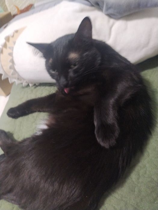 Отдам кота в добрые руки