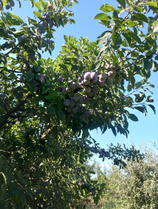 Prune de vară din livada proprie