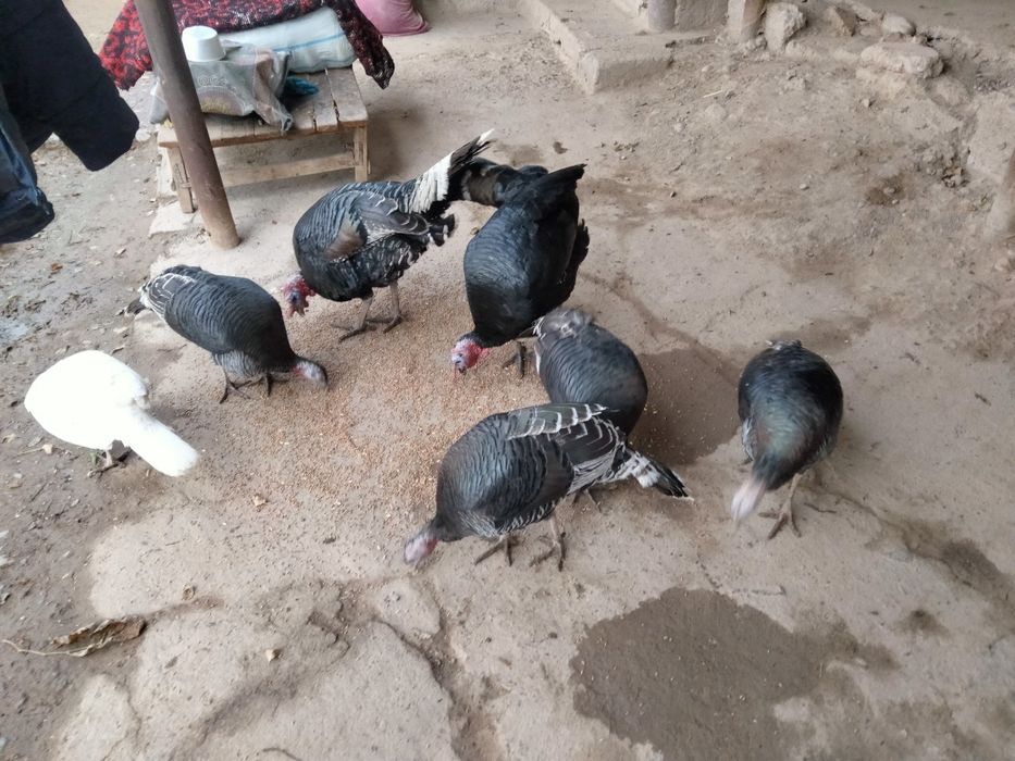 Sotiladigan kurkalar bar