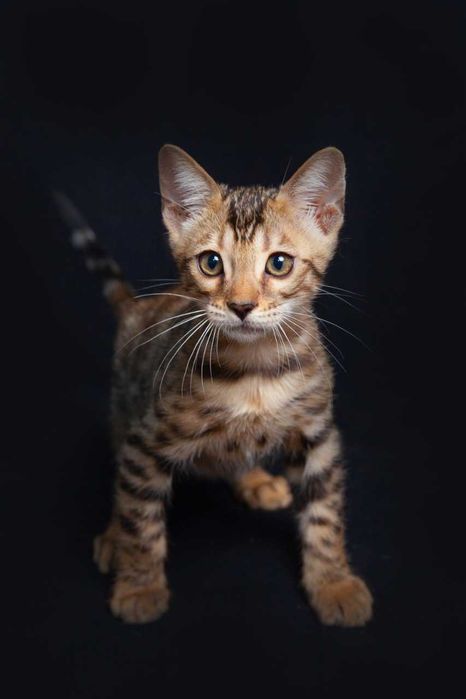 Бенгальские котята с документами