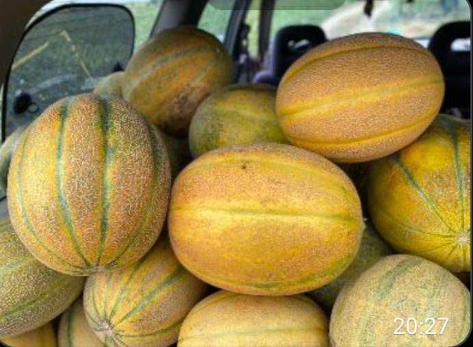 Разсад дини и пъпеши