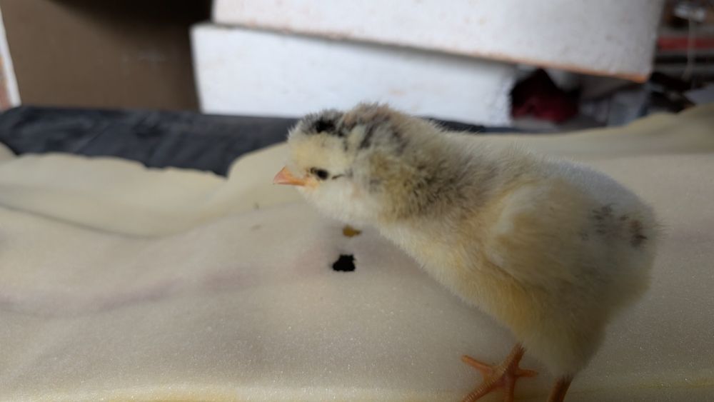 Pui țărănești,barbosi