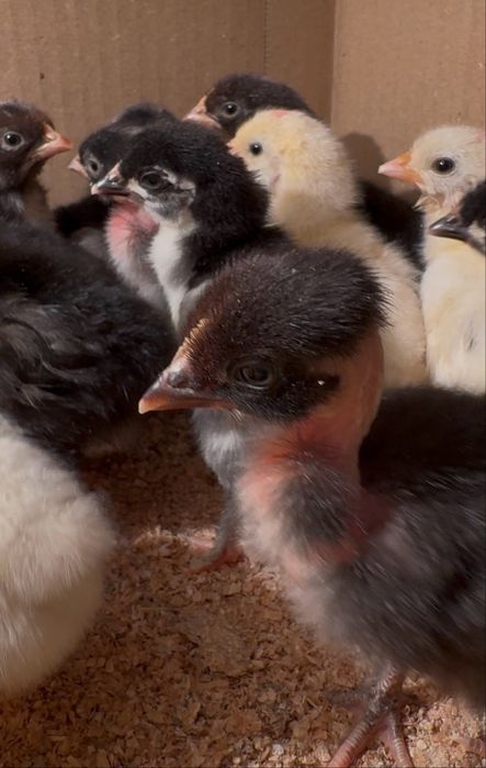 Цыплята микс пород