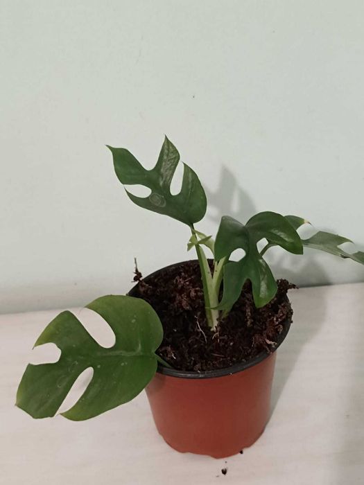 Цветы домашние  - адаптированные