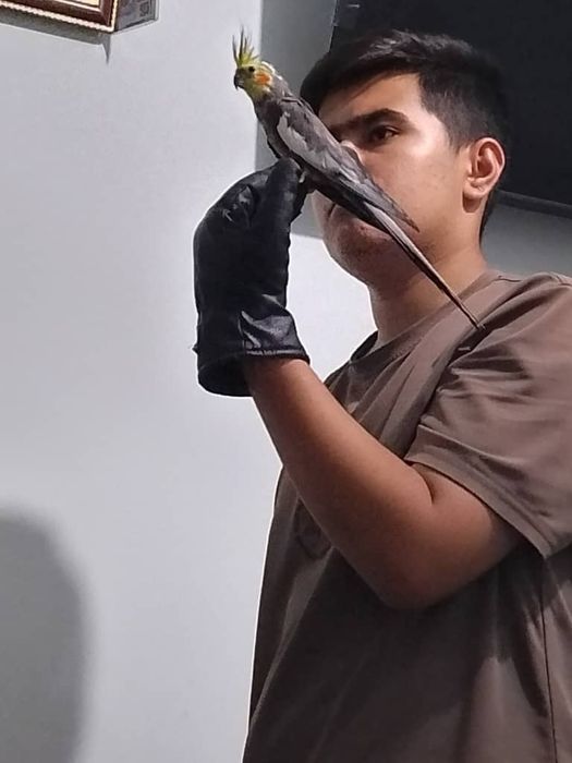 Ruchnoy karela sotiladi