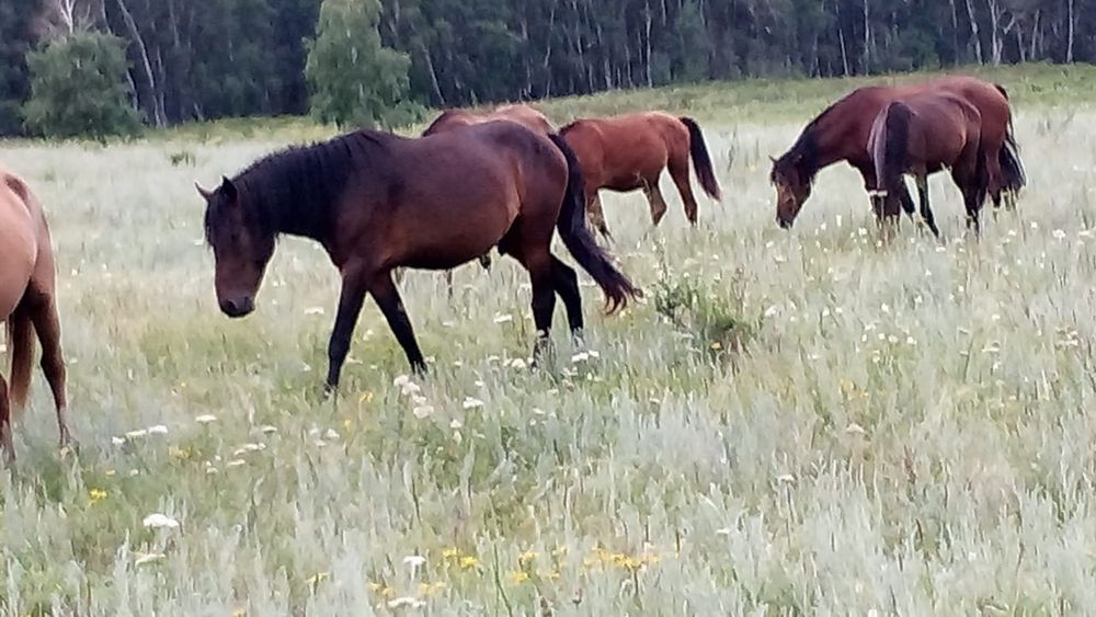 Үйір қазақы жылқы сатам немесе айырбастайм