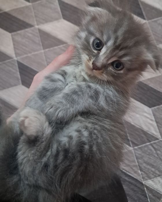 Продам британских котят!