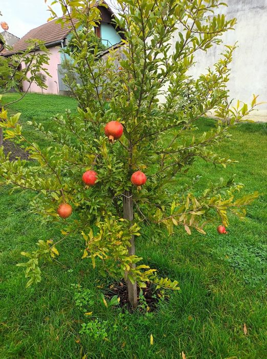 Rodie la ghiveci anul 4