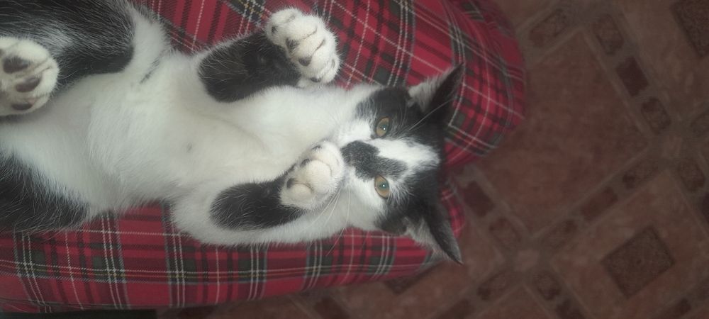 Котёнок отдам в добрые руки