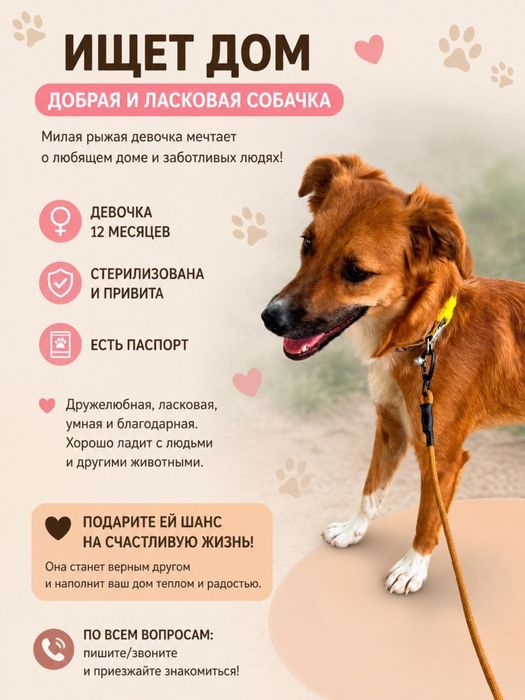 Собака в добрые руки. Девочка, 12 месяцев. Стерилизована. Есть паспорт