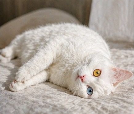 Turkish angora long hair vyazga uchun