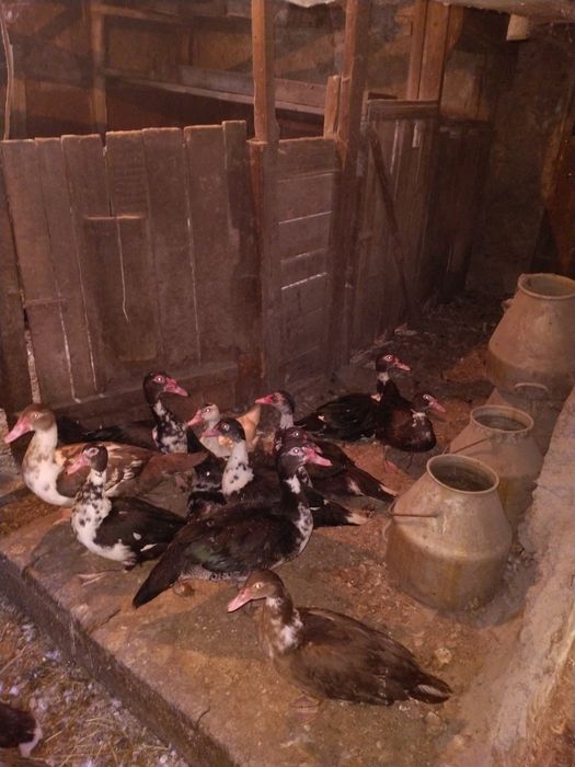 Продам индоуток, семьями