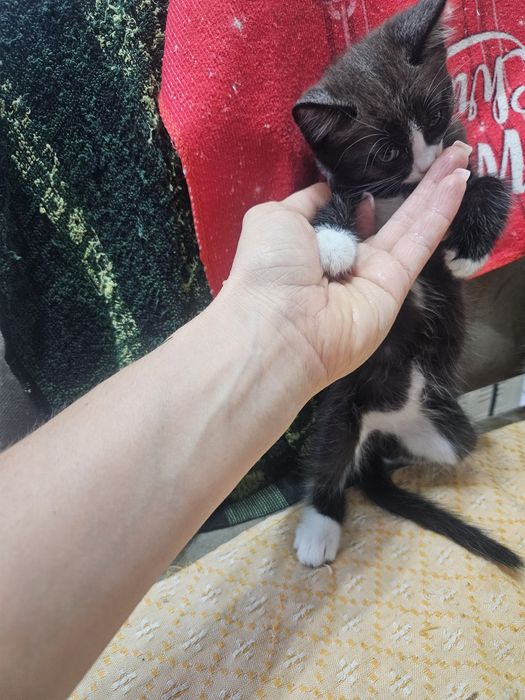 Котёнок в добрые надёжные руки