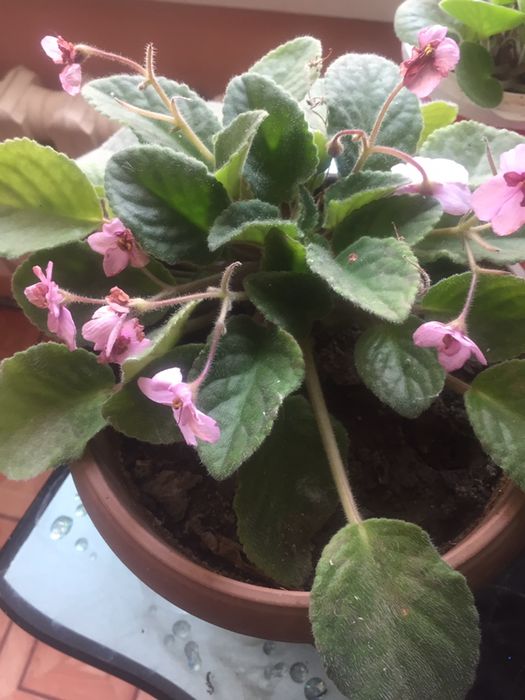 Продам цветущие фиалки