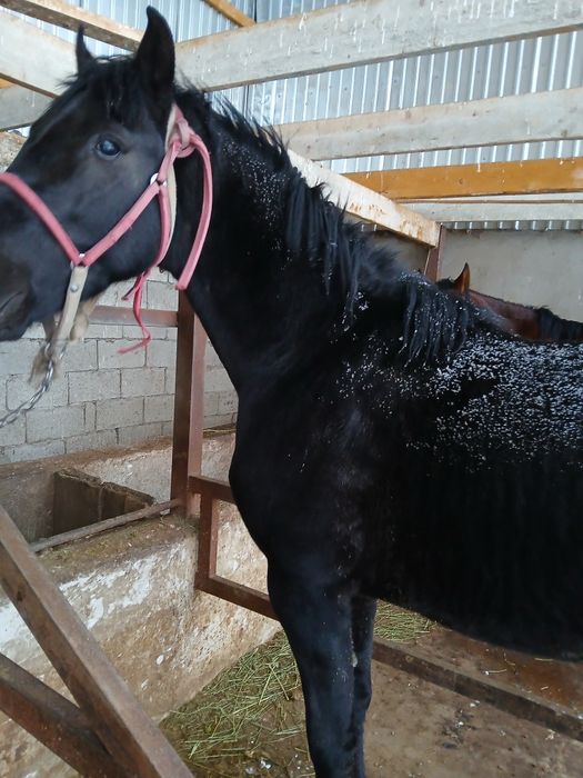 Жылқы сатылады донен