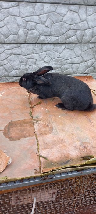 Продавам зайкиня