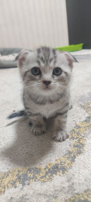 Продам котенка скотиш фолд