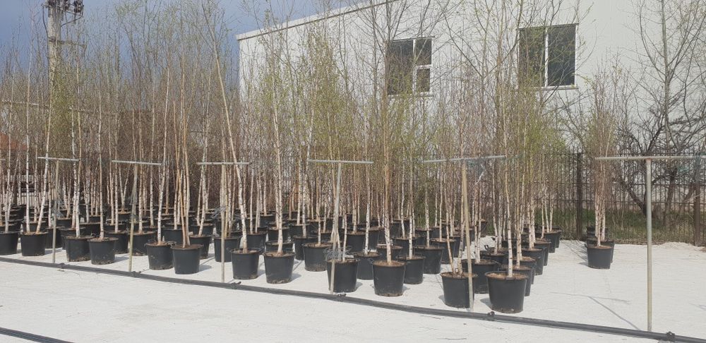 Copacii mesteacăn prunus pissardi