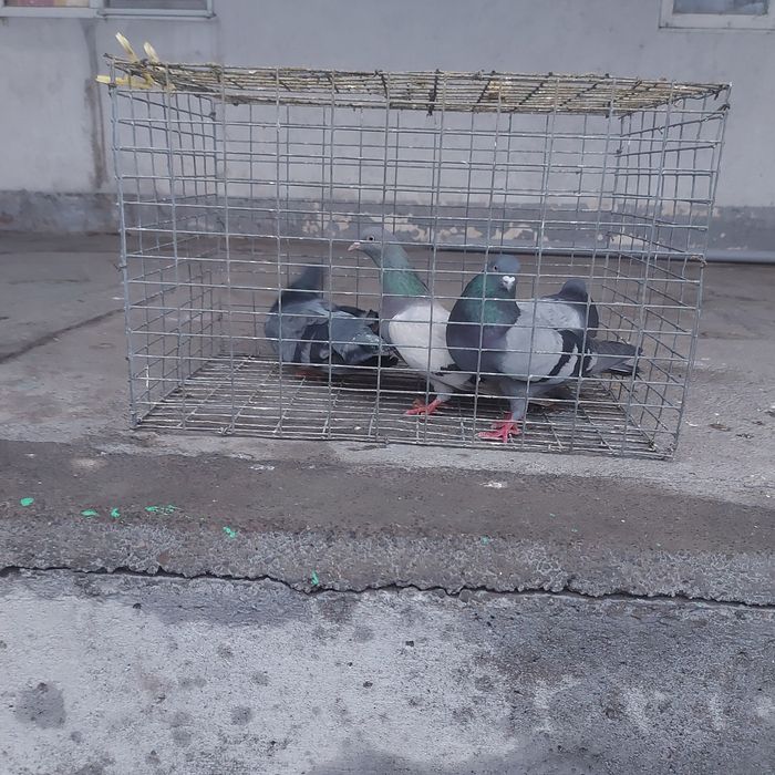 Сизи бакинцы лет с игрой разные