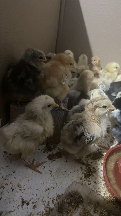 Цыплята разные 800тг