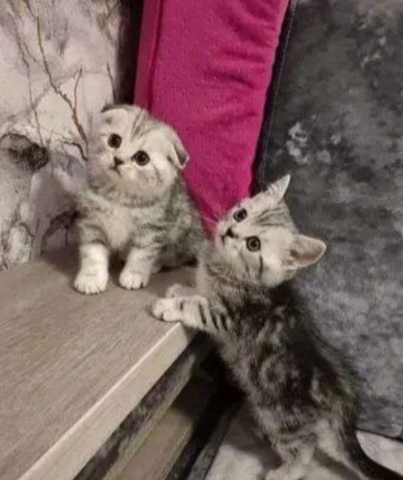 Восхитительные Котики