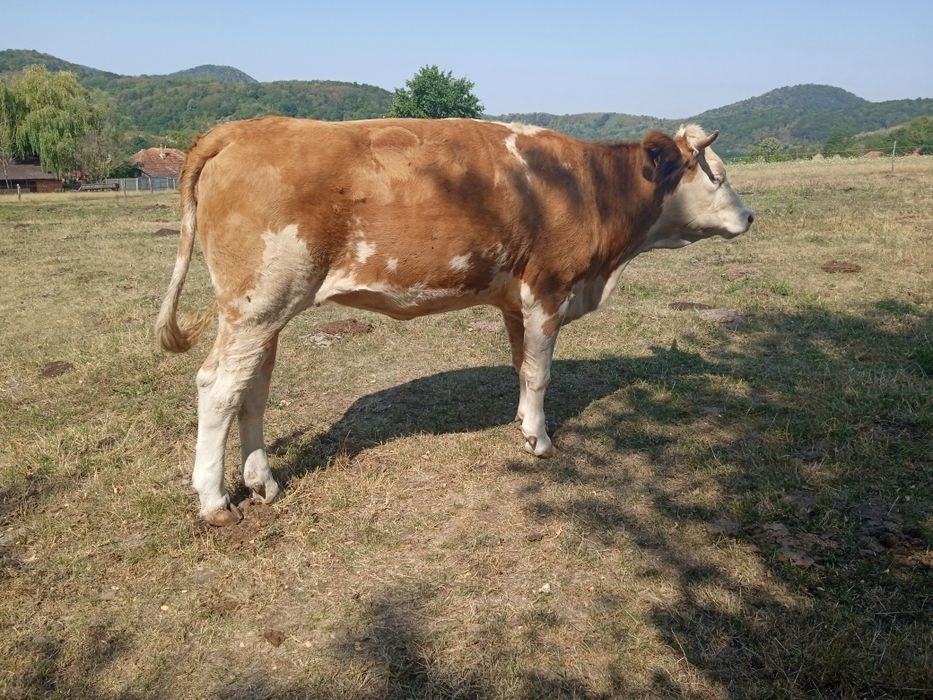 Vănd vacă și junincă