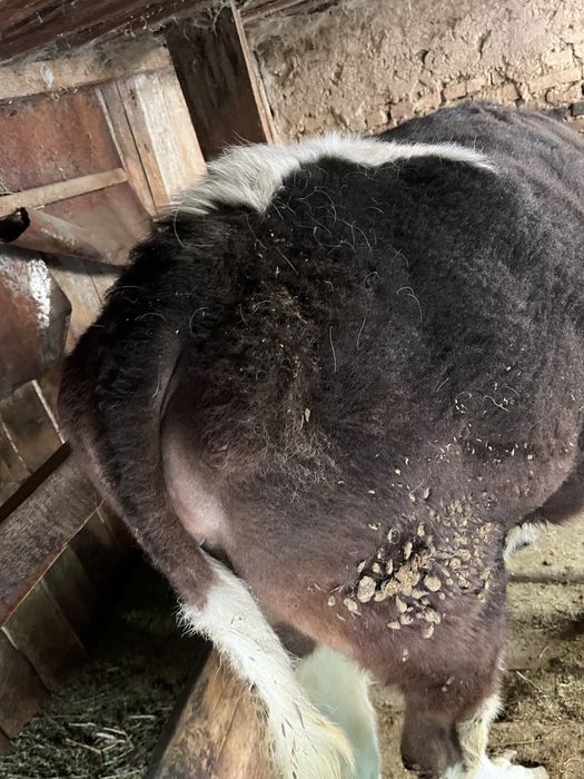 Продам тёлку, на откорме