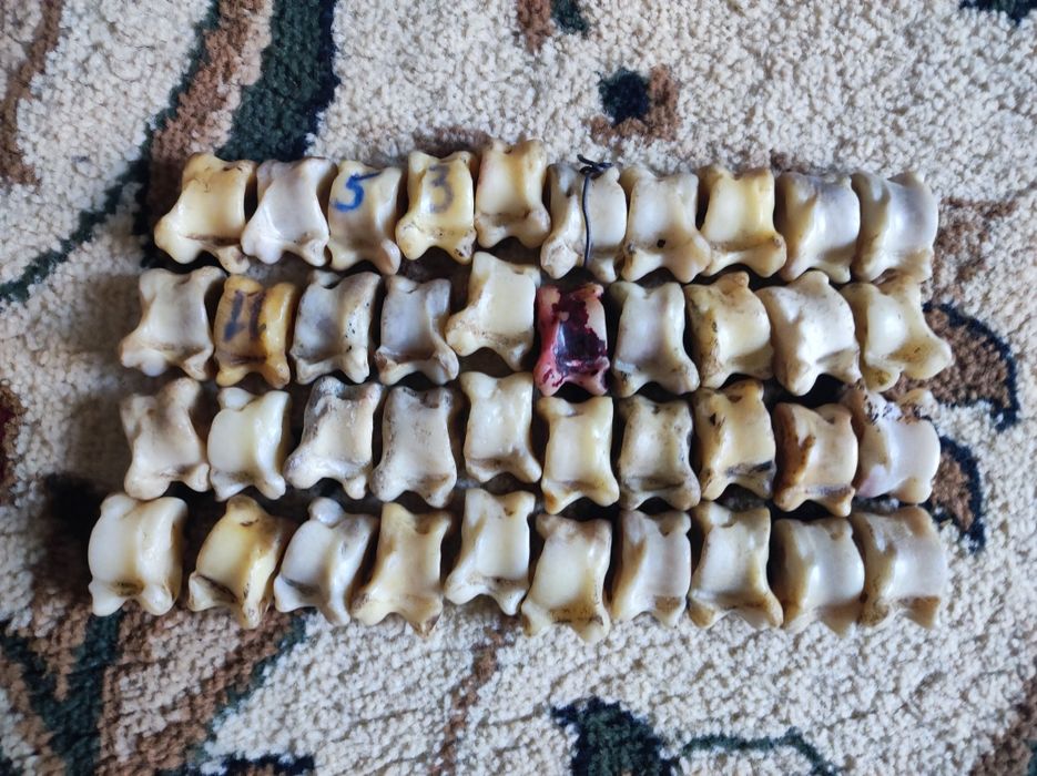 Асық асык асик asik