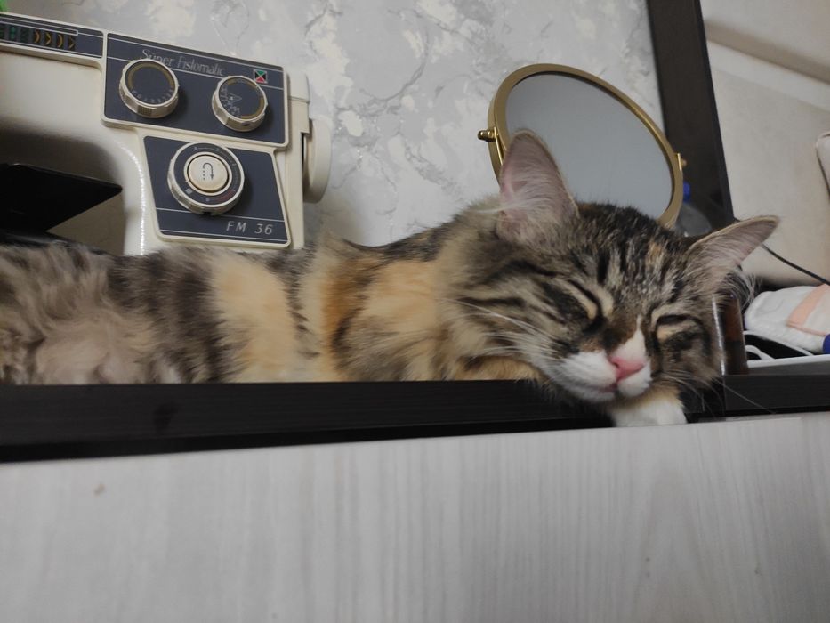 Кошка 4 месяца домашний