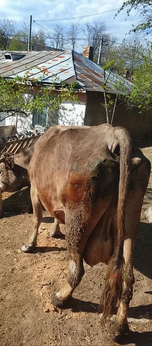 Vand o vaca buna de lapte