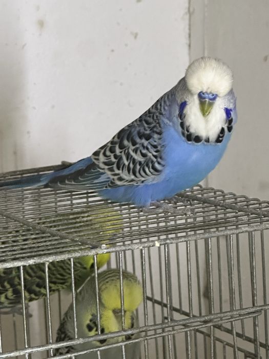 Perusi standard culori variate