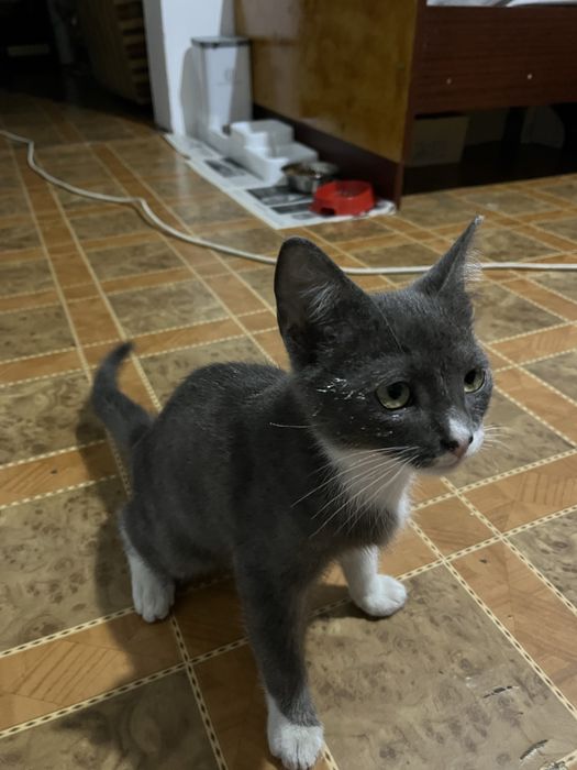 Отдам кота бесплатно