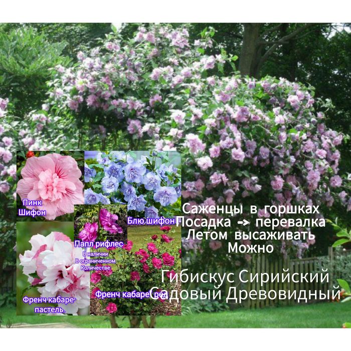 Гибискус древовидный, садовый, махровый - 5 сортов