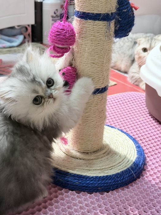 Британка! Шиншила серебро!