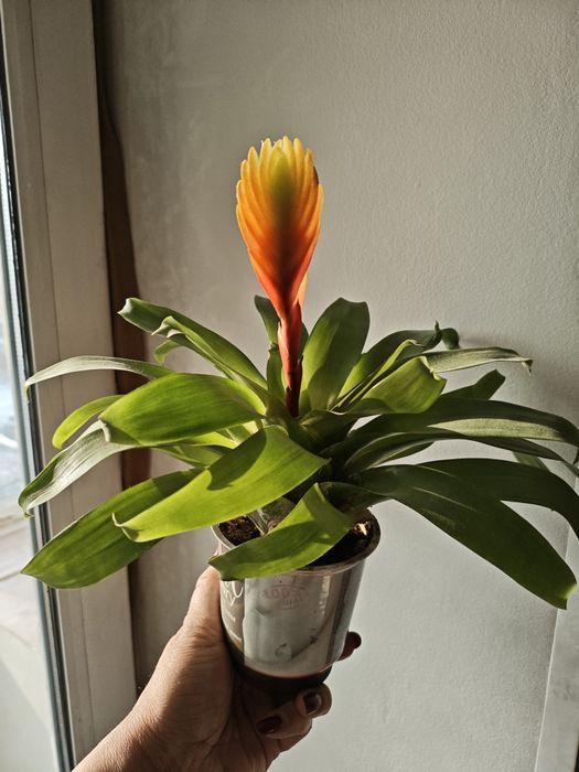 Продам цветущих деток Гузмании