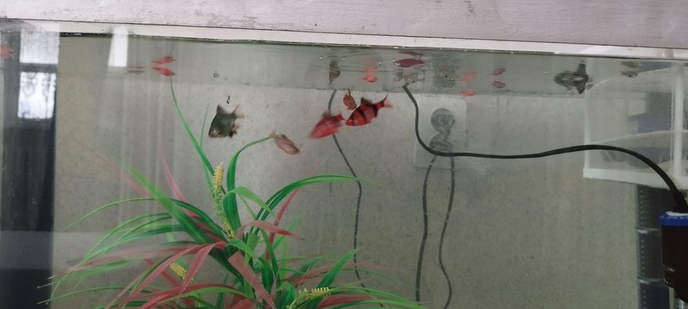 Аквариумные рыбки