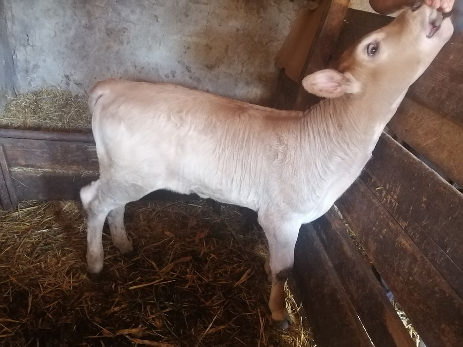 Vițea de vănzare, sănătos, bine îngrijit, crescut în gospodărie