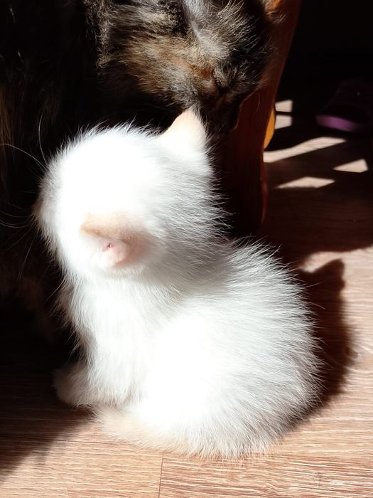 Отдам котят в добрые руки