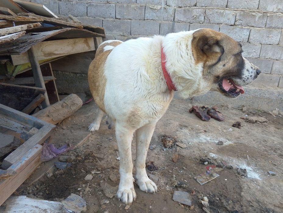 Алабай (каншык).