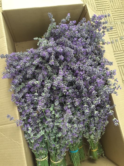 Цвят от лавандула.