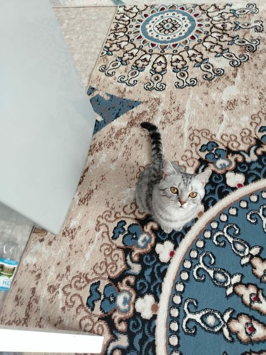 Ұрғашы мысық керек