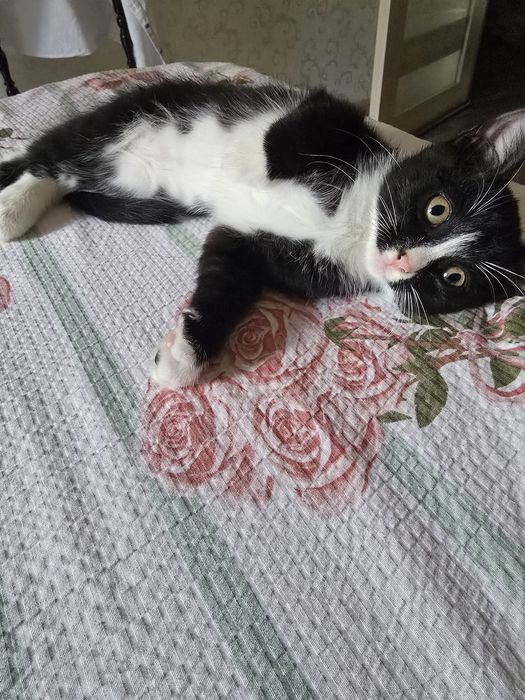 Отдам котёнка девочка