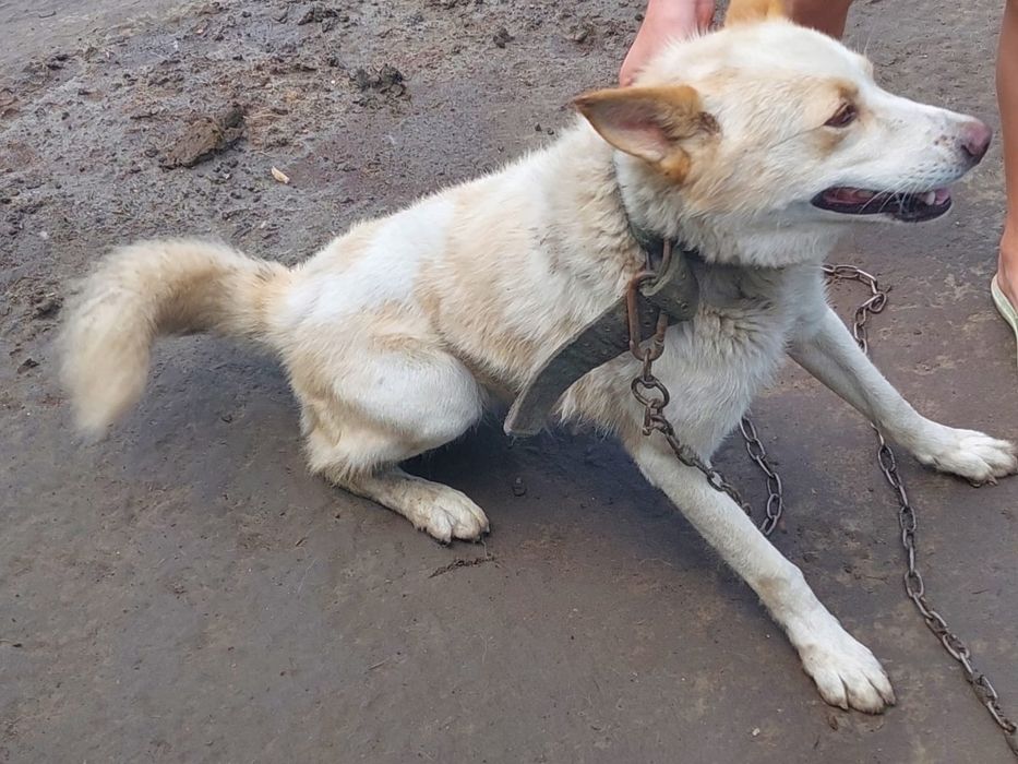 Отдам в хорошие руки