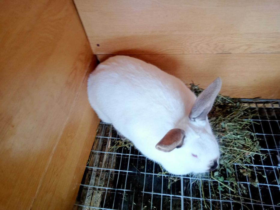 Vand iepuri californieni