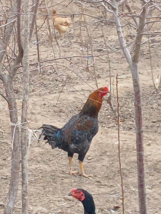 Домашний  хорозлар сотилади 300.000